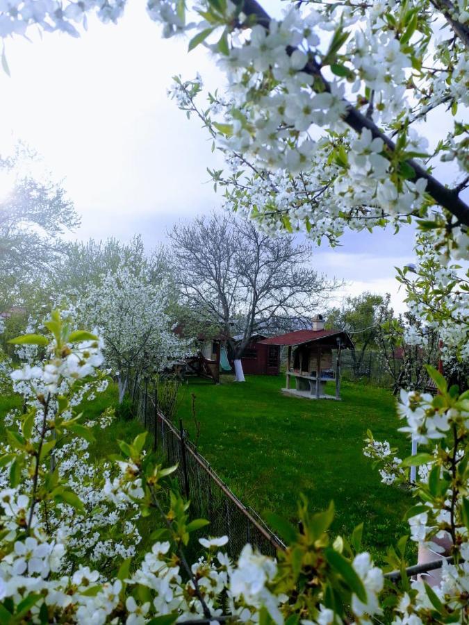 Casa Stely Hotell Rîşnov Exteriör bild